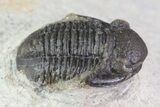 Bargain, Gerastos Trilobite Fossil - Morocco #69108-2